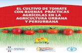 Cultivo de Tomates 130902153320 Phpapp02
