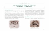 1-Anatomia Del Aparto Genital Femenino