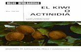 Kiwi ó Actinidia
