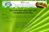 METABOLISMO DE LOS XENOBIÓTICOS (2)