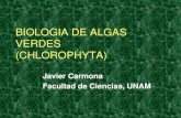 Clase Chlorophyta(1)