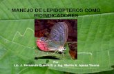 especies lepidopteros