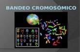 Bandeo cromosómico 1