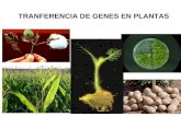 Transf Genes Plantas [Autoguardado]