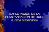 EXPLOTACIÓN DE LA PLANTANTACIÓN DE HULE (Hevea