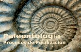 Paleontología, Procesos de Fosilización
