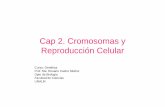 Cap 2. Cromosomas y Reproducción Celular