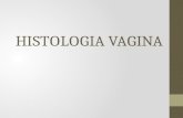 Histologia Vagina