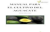 51078273 Manual Para El Establecimiento de Una Huerta de Aguacate