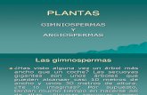 Plantas Gimnospermas y Angiospermas 1231876195250697 3