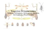 Entomologia - II Unidad - Orthopteroidess