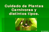 Guia Plantas Carnivoras