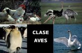 Clase Aves Ppt (1)