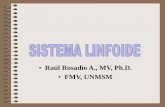 Clase 3 Sistema Linfoide