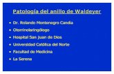 52671025 5 Patologia Del Anillo de Waldeyer