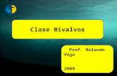 Clase Bivalvos