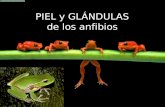 Piel, glándulas  de los anfibios