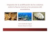 Impactos de la acidificación de los océanos sobre la fauna marina y los procesos del ecosistema
