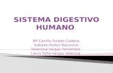 Sistema digestivo humano ciencias