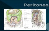 Caracteristicas del Peritoneo