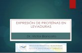 Expresion en Levaduras 2014-VBlancato.pdf