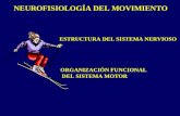 Presentación sobre La Neurofisiologia Del Movimiento