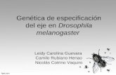 Genética de Especificación Del Eje en Drosophila Melanogaster
