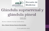 Histología de glándulas Suprarrenal y Pineal