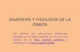 Anatomía y Fisiología de La Órbita