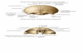 Anatomia Huesos Frontal, Esfenoides, Etmoides