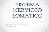 Sistema Nervioso Somatico y Enterico