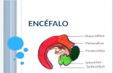 Encéfalo- Presentacion Final Embrio