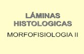 Laminas Histología - 1 parte (I UNIDAD).ppt