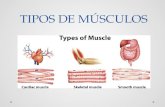 Expo Anato Musculos