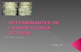 12. Determinantes morfologia oclusal.ppt