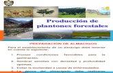 Plantacion Forestal