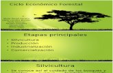 TALLER # 4Ciclo Económico Forestal (1)