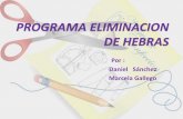 PROGRAMA ELIMINACION DE HEBRAS.pdf