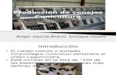 Producci+¦n de conejo Corregido.pptx