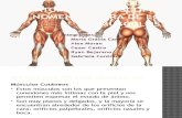 Anatomia Macroscopica y Nomeclatura de Los Musculos.