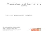 Musculos Del Hombro y Axila