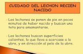 10.- Cuidado Del Lechon Recien Nacido