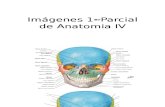 Imágenes 1erParcial de Anatomia IV.pptx