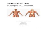 Músculos Del Cuerpo Humano Informe