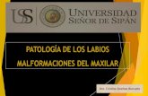 9. Patologia Labios, Malformac. Maxilar