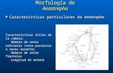 4. morfologiaAnastrepha Peru.ppt