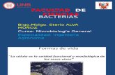 Bacterias CLASE 2