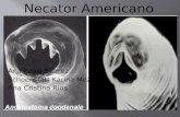 Necator Americanus