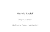 Nervio Facial