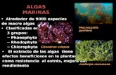Extracto de Algas Marinas